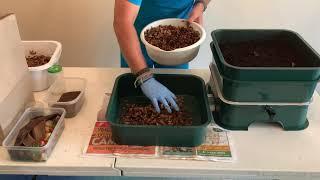 How to Start a Vertical Worm Bin Vermihut Tray #3 + Which Bedding & Food I Use Vermicompost WormFarm