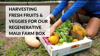 Harvesting Fresh Fruits and Veggies for our Regenerative Maui Farm Box