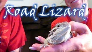 Preparing to travel with a Bearded Dragon || Full Time RV Life Prep