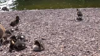 Enten Küken im Stadtpark