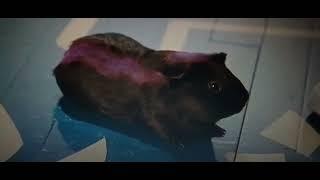 Sky High but only when Guinea Pig Magenta is on screen