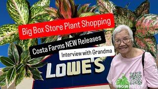 Big Box Store Plant Shopping Costa Farms Plants New Release Grandmother's Houseplants Tour Easy Care