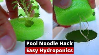 Pool Noodle Hydroponics | Pak Choy | DIY Hydroponics