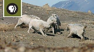 Wolf Pack Teams Up to Fight Off Intruder