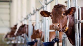 Will suing big meat and dairy secure climate justice?