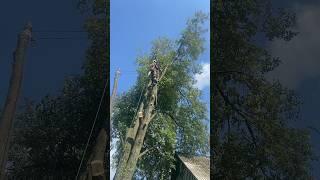 Идеальный завес, прям впритык над крышей дома #arboristika #arboristlife #chainsawman #husqvarna