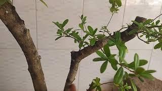 bonsai hải châu 800 k (20/4/2023) ️️️️️ 0987180737