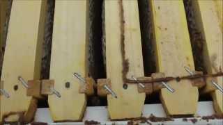 Beekeeping essentials! QUICK beehive inspection to check your bee colony health