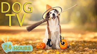 DOG TV: Best Halloween Videos with Music to Keep Dogs Calm & Entertained for Hours - Music for Dogs