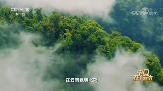 【種質資源庫：#種子界的諾亞方舟# 】在雲南元寶山山頂的密林裏，隱藏著一座低調而又神秘的野生生物種質資源庫，像綠絨蒿這樣的珍稀植物，庫內現已保存10601種 8萬多份，這就是種子界的「諾亞方舟」。