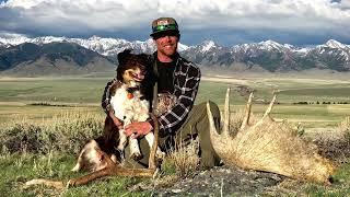 Elkhorn Mountain Shed Dogs: The Quest  Season 1 Ep 3 MT opener - Kaya finds a big moose shed