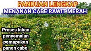 PANDUAN LENGKAP‼️ MENANAM CABE|  DARI SEMAI SAMPAI PANEN