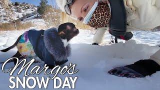 Our Chihuahua Margo has a snow day! | Sweetie Pie Pets by Kelly Swift