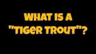 What is a Tiger Trout