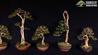 Tổng hợp bonsai của nghệ nhân trẻ Sài Gòn