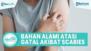 Cara Atasi Rasa Gatal akibat Scabies yang Tak Kunjung Hilang: Oleskan Minyak Pohon Teh & Mimba