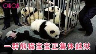 一群熊猫宝宝正集体越狱，眼看就要成功了，忽然谁大吼了一声 The baby pandas want to get out.