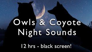 Owls, Coyotes & Crickets 12 HOURS Night Time White Noise