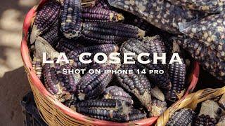 Visite el MERCADO ORGÁNICO "LA COSECHA" en OAXACA  | 4K