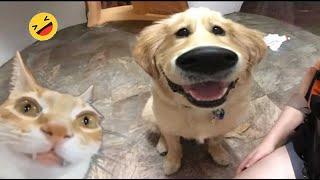 Best Funniest Animal Videos 2024  - When Your Dogs And Cats as Your Daily Dose of Joy