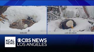 Big Bear eagles Jackie and Shawdow's third egg pips