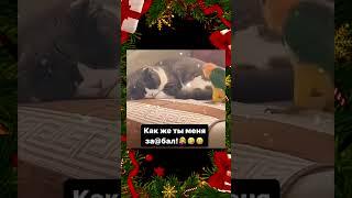 #shorts #смех #story #менты #shortvideo #tiktok #милота #приколы #юмор #котики #кошка