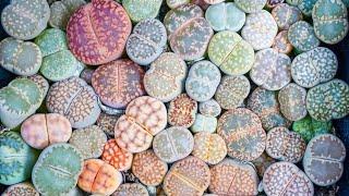 How to Grow Lithops, the Self-Watering Living Stone | MCG in the Greenhouse