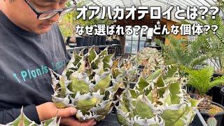 【アガベ】"オアハカ産オテロイ"大量入荷!!そもそもオアハカって何??