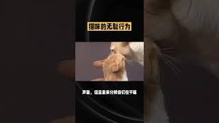 猫咪竟然知道我们在床上…#宠物 #宠物知识 #猫咪 #萌宠 #pet