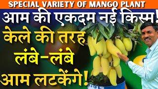 आम की एकदम नई किस्म || केले की तरह लंबे-लंबे आम लटकेंगे || SPECIAL VARIETY OF MANGO PLANT 