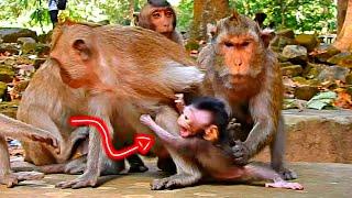 Omg, What's Happened? Baby Monkey Cries When Mama Doesn't Care With Him | Natural Life Baby Monkey