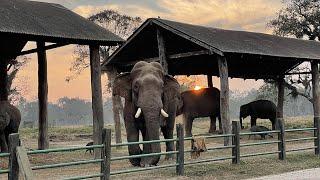 रोनाल्डो, जसले ध्रुवेसँग राख्छ प्रतिस्पर्धी साइनो || Elephant in Chitwan ||