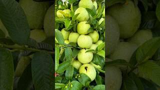 Grow Your Own Guava Tree: The EASY Way from Cuttings! - DIY Garden Channel #grow_guava #gardening