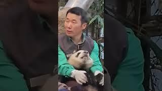 睿宝在姜爷爷怀里好乖哦，像极了小时候的福猪猪