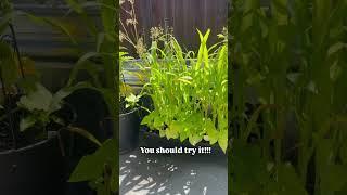 Corn in containers is so much fun!!  #containergardening #gardeningideas