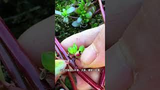 马齿苋又称五行菜，瓜子菜等，老一辈的农村人会采摘回来晾晒。#植物科普 #农村生活 #三农