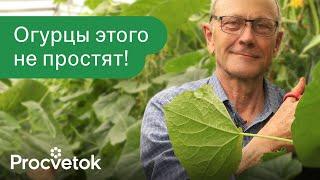 ЧЕГО НЕ ЛЮБЯТ ОГУРЦЫ? 8 непростительных ошибок, из-за которых вы теряете урожай!