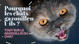 Pourquoi Les Chats Gazouillent-ils ? Tout Sur Le Gazouillis Du Chat 