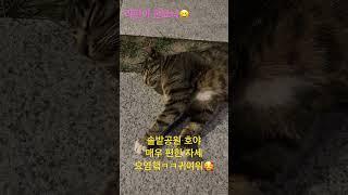 #솔밭공원 #호야 #자세 #귀여워요 ️#고양이영상 #고양이 #고양이와 #고양이브이로그 #고양이일상 #오랫동안 #공원에서 #있어줘