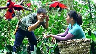 Together Harvest Sterculia lanceolata for sale.  Journey back to the green forest