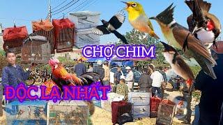 CHỢ CHIM CẢNH CHÀO MÀO MỚI NHẤT 150k CHỌN CON NÀO CŨNG ĐƯỢC