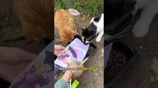 为关爱流浪猫 添加一份力量 从开始救助流浪猫到现在 家里救来的20多只流浪猫的主粮就是喵铮铮的简爱流浪猫粮 品质好 性价比超高！真的值得推荐给常年投喂流浪猫的爱心人士们！我和流浪猫的故事 流浪猫猫粮