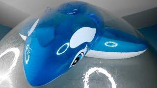 Pool Toy Whale Squished Inside Giant Beach Ball by Huge Balloon