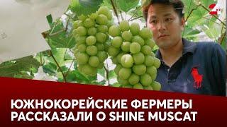 Южнокорейские фермеры отказываются выращивать Shine Muscat