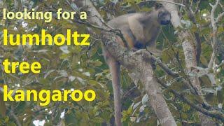 looking for a lumholtz tree kangaroo - found one, finally!