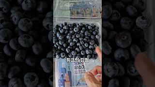 첫수확 결과 20250622) 듀크는 크기가 17미리 이상이 대부분이고 열매가 단단하여 저장성 우수함. #blueberry #블루베리