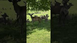 Сезон открыт. Пантолечебница Жанат. Катон-Карагай. Маральник. Восточный Казахстан. #travel #tourism