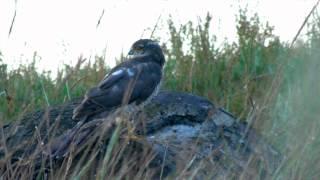 Accipiter nisus - Gavilán común - Gabiraia