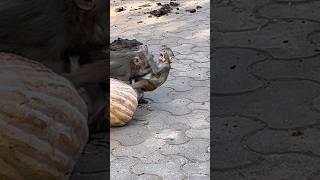Baby Monkey Faces Terrifying Attack #monkey #attack #babymonkey #shorts #viral