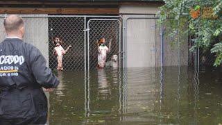 Dogs Trapped After Valencia Floods Need Rescuing NOW! Now Community Helps Rescue #Valencia